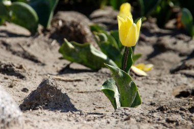 Hollanda Flakkee Adası 'ndaki Stad aan' t Haringvliet 'teki çiçek tarlalarında sarı ve kırmızı lale.