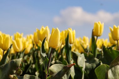 Hollanda Flakkee Adası 'ndaki Stad aan' t Haringvliet 'teki çiçek tarlalarında sarı ve kırmızı lale.