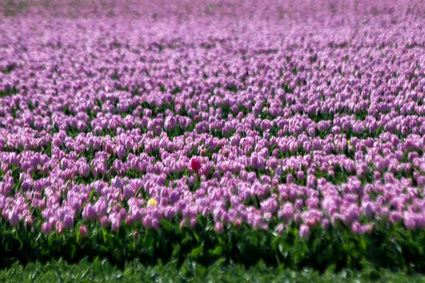 Červený Bílý Tulipán Květinových Polích Stad Aan Haringvliet Ostrově Flakkee — Stock fotografie