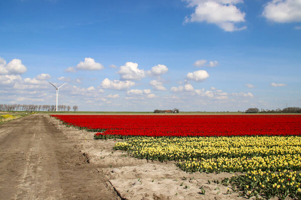 Red and white tulip on flower bulb fields at Stad aan `t Haringvliet on island Flakkee in the Netherlands