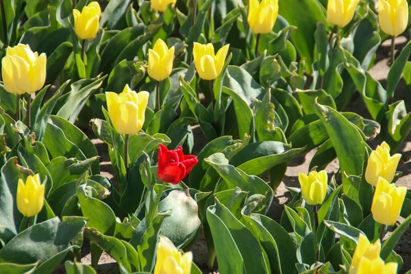 yellow and red tulip on flower bulb fields at Stad aan \'t Haringvliet on island Flakkee in the Netherlands