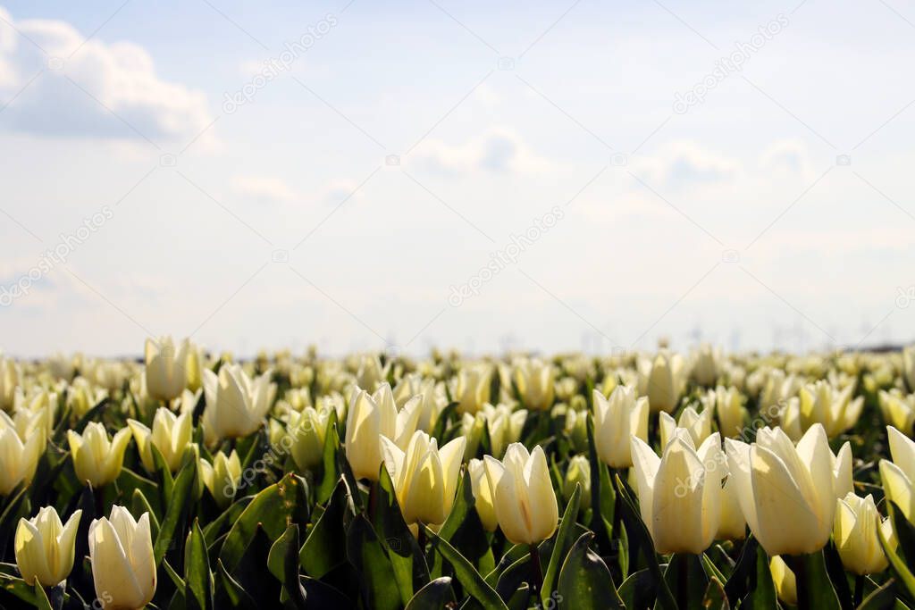yellow tulip on flower bulb fields at Stad aan 't Haringvliet on island Flakkee in the Netherlands