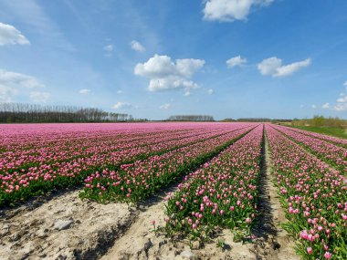 Hollanda 'daki Goeree-Overflakkee adasının Flakkee bölgesinde koyunlar, yel değirmenleri ve laleler