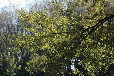 Zuidplas 'taki Eendragtspolder polder alanı (Zevenhuizen)