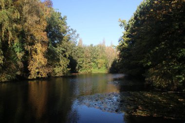 Hollanda 'daki ormanda sonbahar boyunca güneş tarafından aydınlatılan kırmızı yapraklar.
