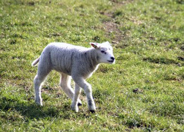 Hollanda, Zevenhuizen 'de Zuidplaspolder otlağında kuzuları olan bir koyun.