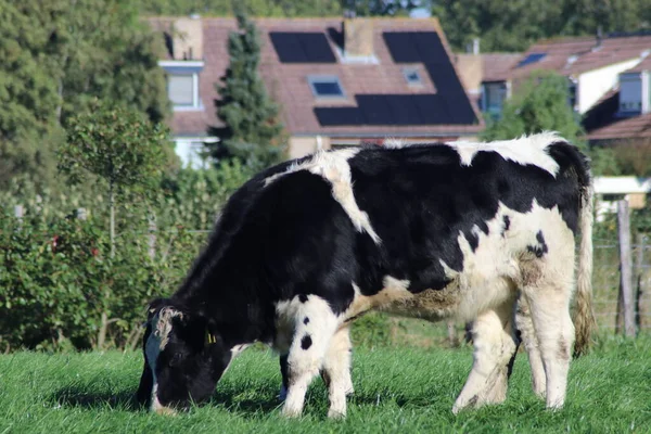 Blanc Rouge Blanc Noir Frysian Holstein Vaches Sur Une Prairie — Photo