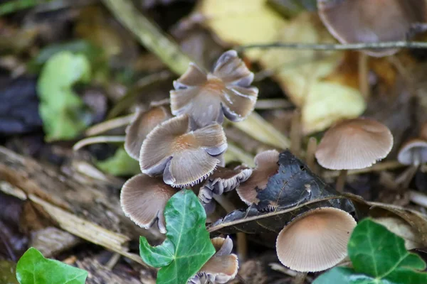 Cogumelo Psathyrella Conopilus Durante Outono Jardim Botânico Capelle Aan Den — Fotografia de Stock