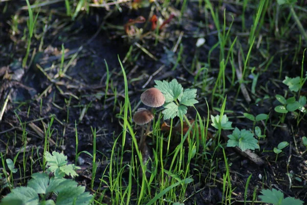 Psathyrella Conopilus Mushroom Течение Осени Ботаническом Саду Capelle Aan Den — стоковое фото