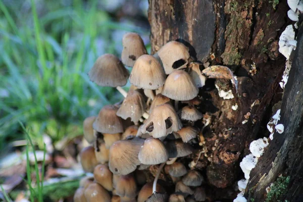 Psathyrella Conopilus Mushroom Autumn Botanical Garden Capelle Aan Den Ijssel —  Fotos de Stock