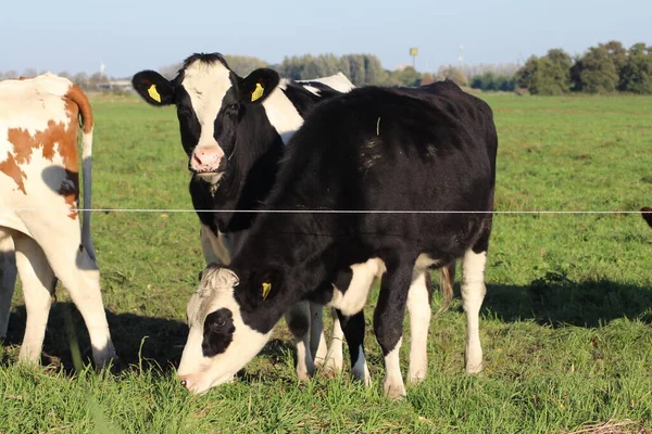 Rojo Blanco Vacas Holstein Negras Blancas Prado Los Países Bajos —  Fotos de Stock