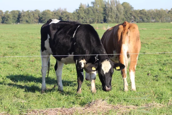 Rojo Blanco Vacas Holstein Negras Blancas Prado Los Países Bajos —  Fotos de Stock