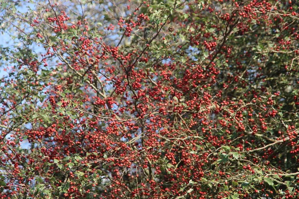 Rote Blätter Herbstlicht Wald Den Niederlanden — Stockfoto