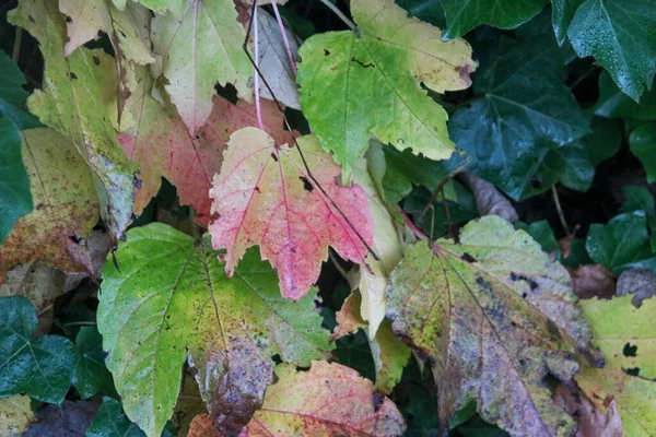Folhas Vermelhas Iluminadas Pelo Sol Durante Outono Floresta Holanda — Fotografia de Stock