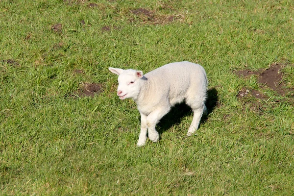 Owce Jagnięcinami Łące Zuidplaspolder Zevenhuizen Holandii — Zdjęcie stockowe
