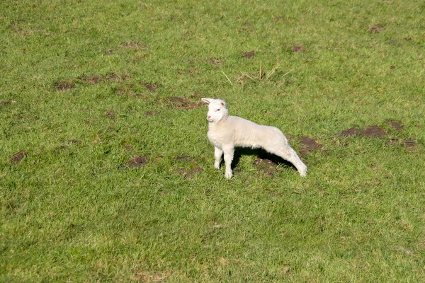 Sheep Lambs Meadow Zuidplaspolder Zevenhuizen Netherlands — стоковое фото