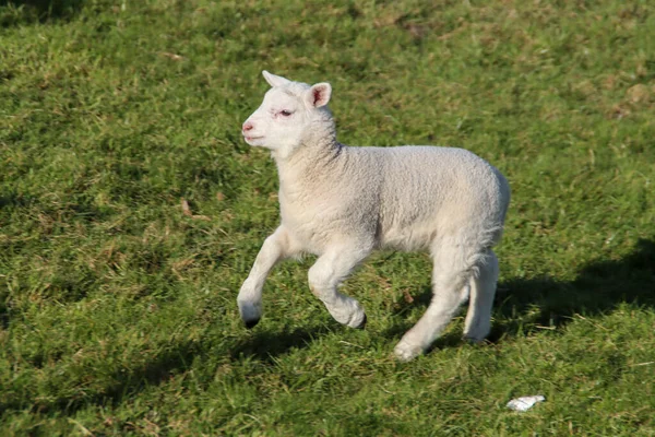 Sheep Lambs Meadow Zuidplaspolder Zevenhuizen Netherlands —  Fotos de Stock