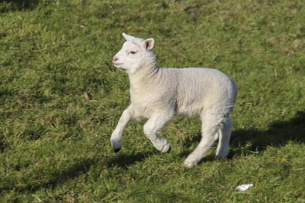 Sheep with lambs on a meadow on the Zuidplaspolder in Zevenhuizen in the Netherlands