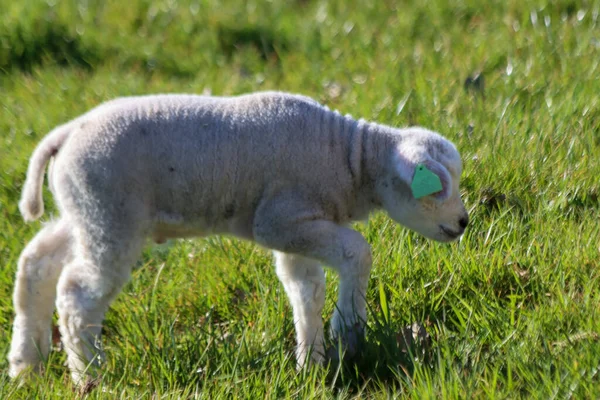 Får Med Lamm Äng Zuidplaspolder Zevenhuizen Nederländerna — Stockfoto