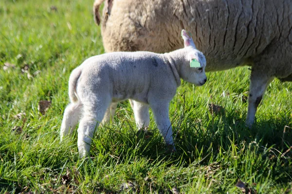 Owce Jagnięcinami Łące Zuidplaspolder Zevenhuizen Holandii — Zdjęcie stockowe