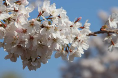 Hollanda 'daki Nieuwerkerk aan den IJssel' deki erik ağacında beyaz çiçekler.