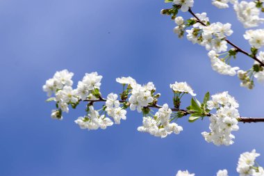 Arka planda mavi gökyüzü olan kiraz ağacında beyaz çiçekler.