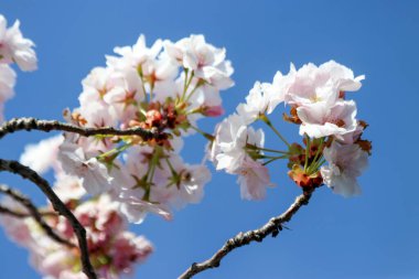 Hollanda 'daki Nieuwerkerk aan den IJssel' deki erik ağacında beyaz çiçekler.