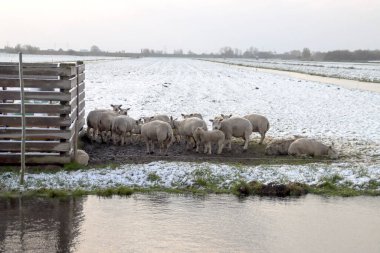 Nisan ayında kar Nieuwerkerk aan den IJssel 'deki çayırlarda yağdı.