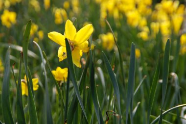 Hollanda 'daki Nieuwerkerk aan den IJssel' de beyaz ve sarı nergis çiçeği başlığı