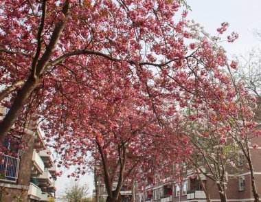 Hollanda 'daki NIeuwerkerk' de ağaçta erik çiçeğinin pembe çiçekleri.