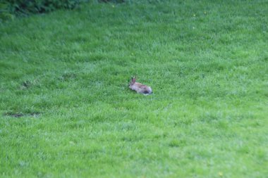 Hollanda 'da tarlalara zarar veren çayırlardaki gri ve beyaz kazlar