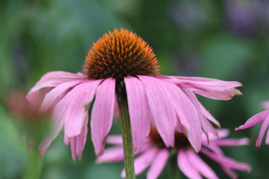 Echinacea purpurea 'Magnus' ya da Hollanda 'da mor ve beyaz olarak koni çiçekleri