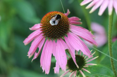 Echinacea purpurea 'Magnus' ya da Hollanda 'da mor ve beyaz olarak koni çiçekleri