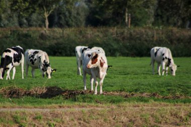 Beyaz Kızılı Beyaz Frysian Holstein inekleri Hollanda 'da bir çayırda