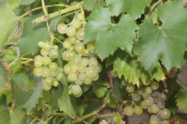 Nieuwerkerk 'te bir mutfak bahçesindeki bir demet yeşil üzüm.