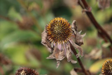 Echinacea purpurea 'Magnus' ya da Hollanda 'da mor ve beyaz olarak koni çiçekleri