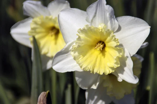 White Yellow Daffodil Flowerhead Nieuwerkerk Aan Den Ijssel Netherlands — ストック写真
