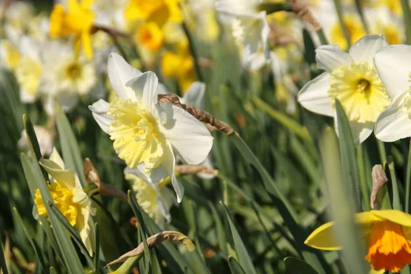 Hollanda Daki Nieuwerkerk Aan Den Ijssel Beyaz Sarı Nergis Çiçeği — Stok fotoğraf