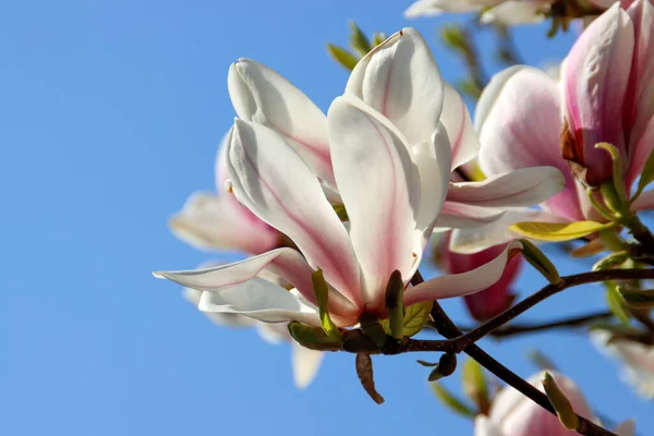 Fiori Fiori Magnolia Alla Luce Del Sole Nieuwerkerk Aan Den — Foto Stock