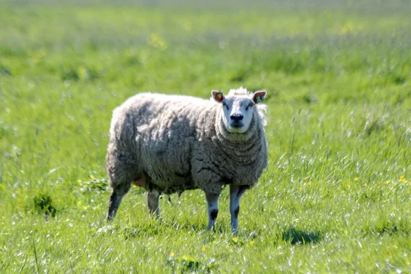 Sheep Lambs Meadow Zuidplaspolder Zevenhuizen Netherlands — Stock Photo, Image