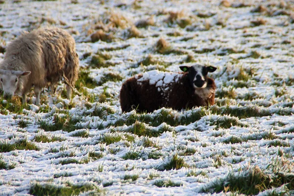 Moutons Avec Agneaux Sur Une Prairie Sur Zuidplaspolder Zevenhuizen Aux — Photo