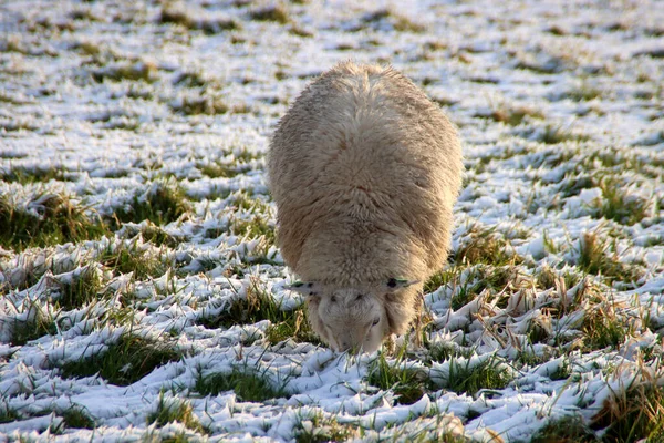 Sheep Lambs Meadow Zuidplaspolder Zevenhuizen Netherlands — стоковое фото