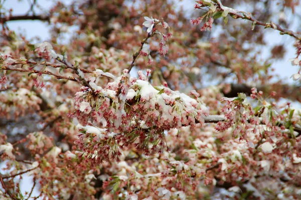 Small Layer Snow Pink Flowers Prunus Tree First April Snow — Photo