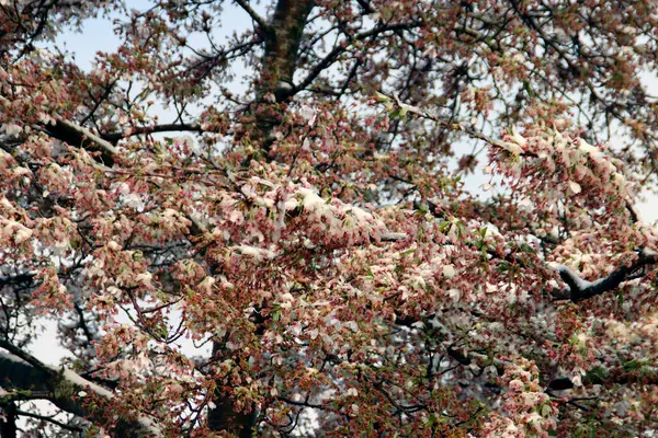 Small Layer Snow Pink Flowers Prunus Tree First April Snow — Photo
