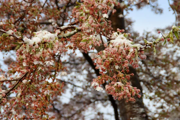 Nieuwerkerkでの4月1日の雪の間に Prunusツリーのピンクの花に雪の小さな層 — ストック写真