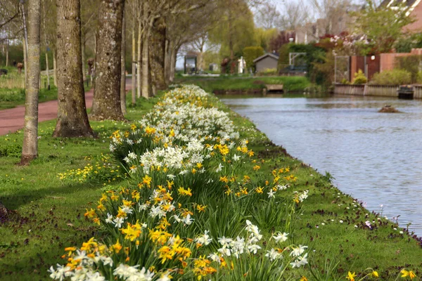 White Yellow Daffodil Flowerhead Nieuwerkerk Aan Den Ijssel Netherlands — Photo