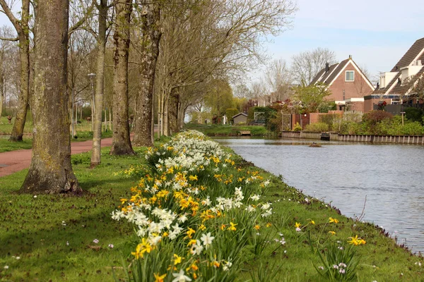 White Yellow Daffodil Flowerhead Nieuwerkerk Aan Den Ijssel Netherlands — Stock Photo, Image