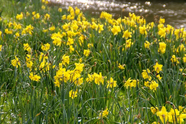 White Yellow Daffodil Flowerhead Nieuwerkerk Aan Den Ijssel Netherlands — стоковое фото