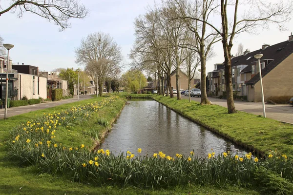 Daffodils Side Watering Canal Nieuwerkerk Aan Den Ijssel Netherlands — ストック写真