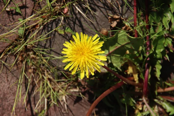 Plantes Non Cultivées Pissenlit Dans Parc Nieuwerkerk Aan Den Ijssel — Photo